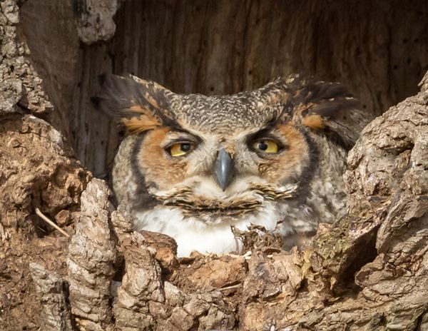 ptactvo,Volně žijících živočichů,dravý pták,sova,zobák,Pennsylvania