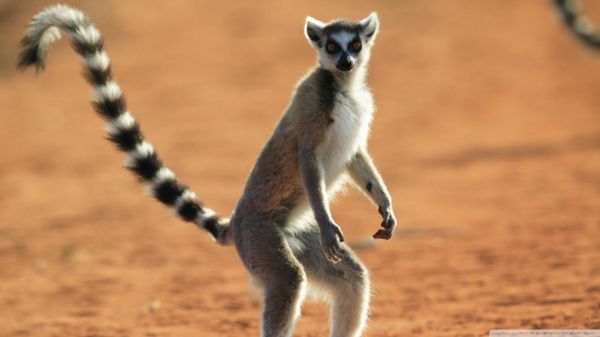 1920x1080 px,32,lemur,Madagaskar,primat