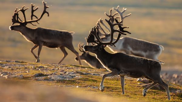 gökyüzü,Natural landscape,Elk,Organizma,geyik,Geyik yavrusu