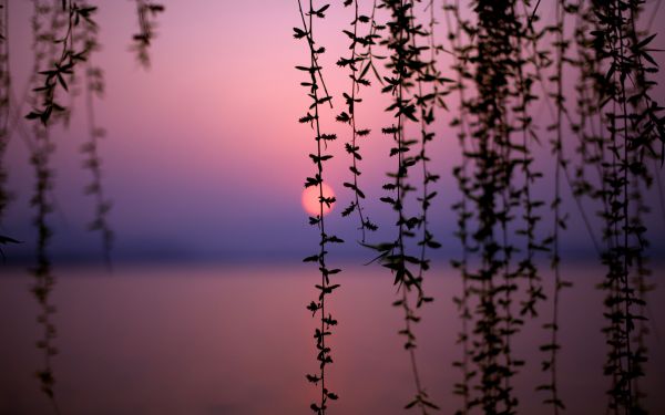 2560x1600 px,à,Lac,le coucher du soleil,Ouest