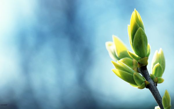 sunlight,nature,photography,grass,sky,plants