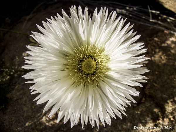 flor,plantar,flora,fechar-se,flores silvestres,Margarida