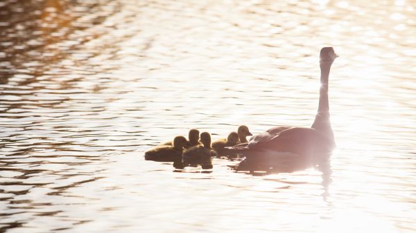 fugl,fugle,1920x1080 px,babyer,baby,kylling