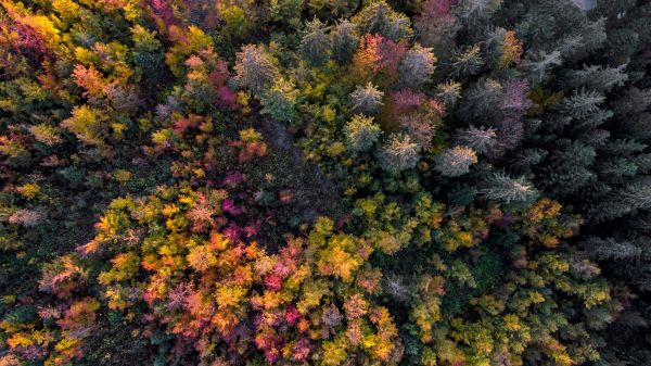 natureza,Árvores,floresta,vista aérea,Plantas,cair