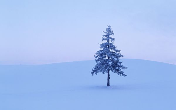 Abeto,neve,inverno,árvore,solitário,vazio