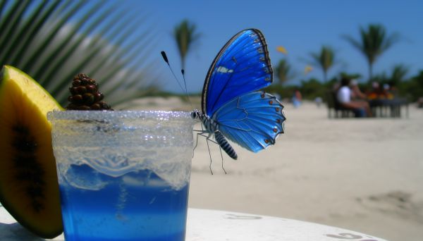 ai art,Strand,Schmetterling,blau,Getränk