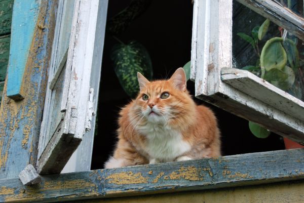 kucing,ambang jendela,duduk,bunga-bunga,halus