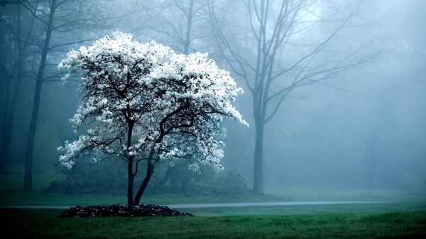 luz de sol,naturaleza,Árboles,bosque,invierno,rama