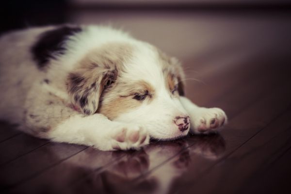 anjing,Border Collie,Gembala Australia,anak anjing,binatang menyusui,tidur