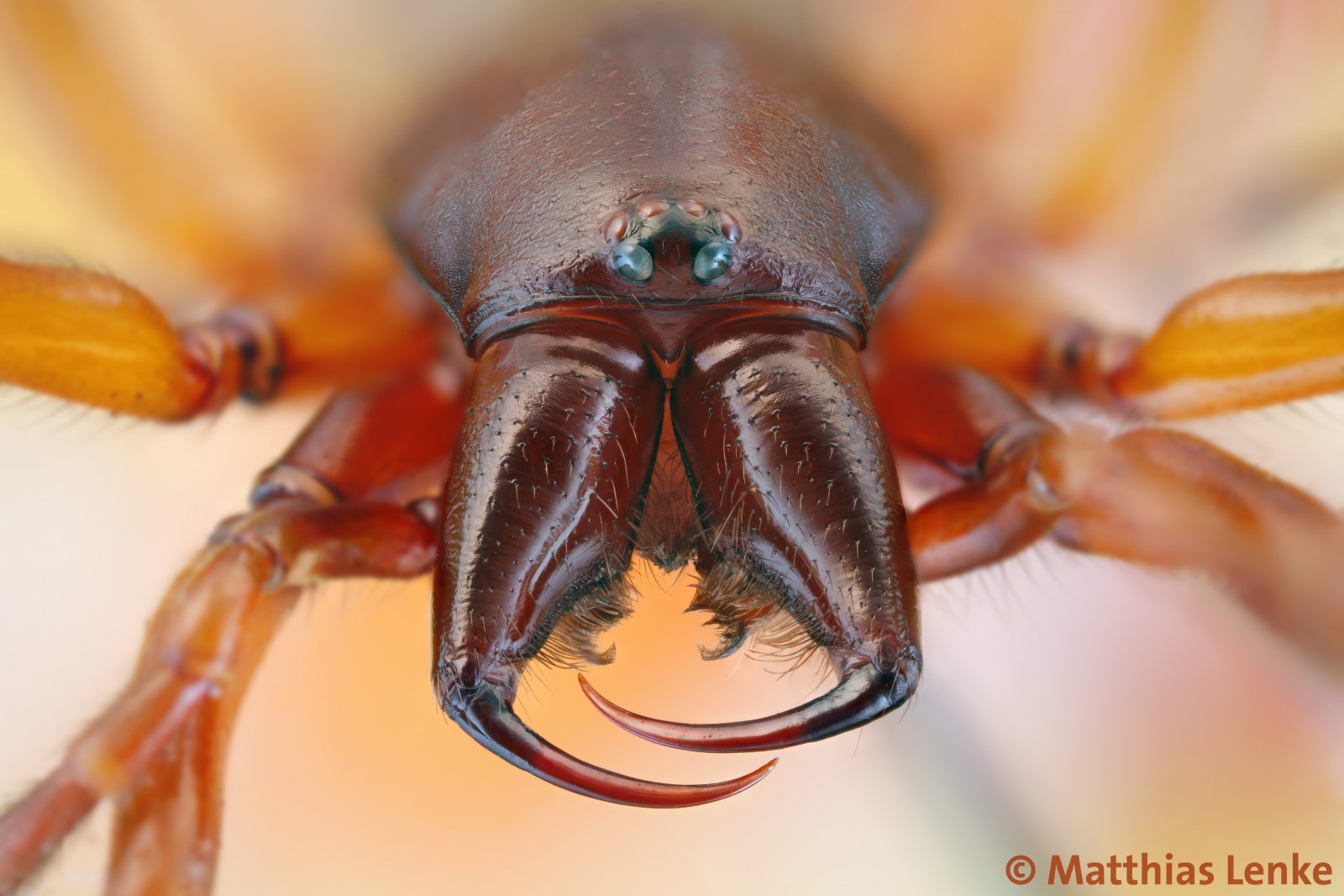 tvář, jídlo, fotografování, detailní, makro, hmyz, Jed, lovec, pavouk, hlava, Tesák, Zabiják, Jed, oko, makro, dar, fauna, strach, sršeň, nahaufnahme, zblízka, makro fotografie, bezobratlý, členovců, kousat, spinne, fobie, Arachnida, svinky, Kopf, stínka, klauen, crocata, sowbug, Dysdera, chelicery, phobie, Dysderidae, giftklaue, spinnenangst, asselj ger