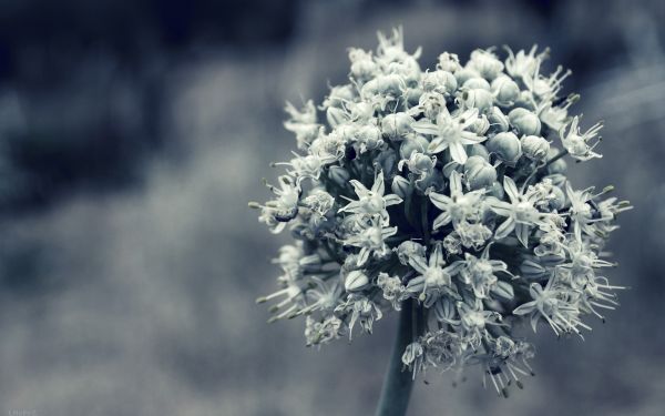 luz de sol, monocromo, Flores, naturaleza, Plantas, nieve