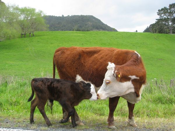 animals,grass,field,farm,cow,baby animals