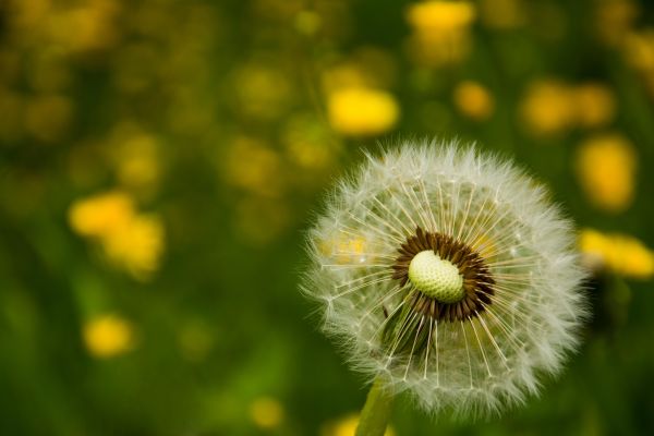 sollys, natur, græs, Mark, fotografering, blomster