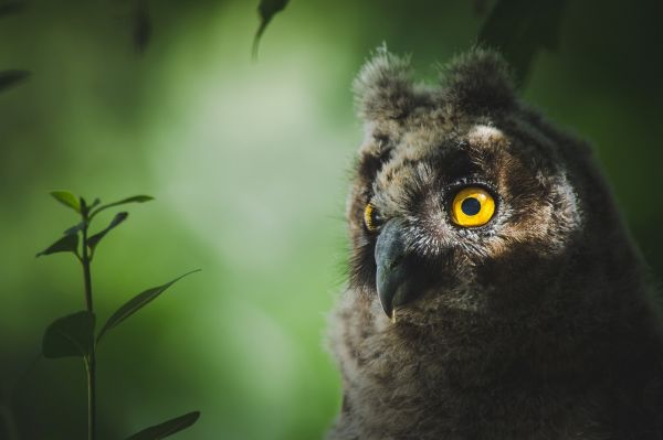 uccelli, animali, natura, ramo, natura, verde