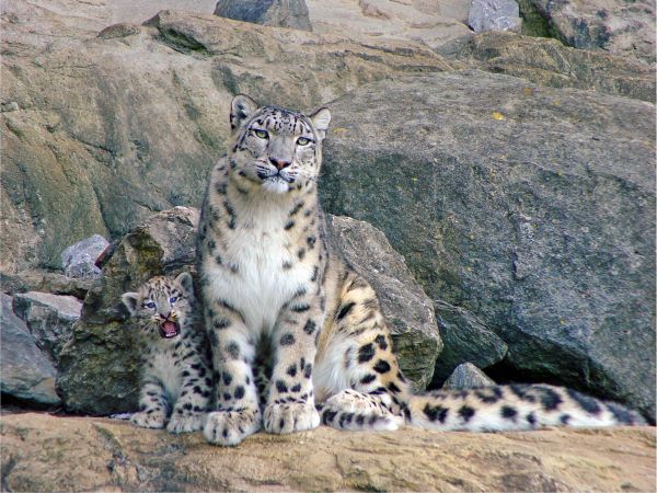 wild,Baby,niedlich,Katze,Zoo,Cub