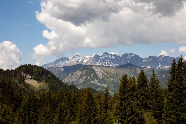 Fotoğraf, Açık havada, doğa, orman, Ağaçlar, Dağlar