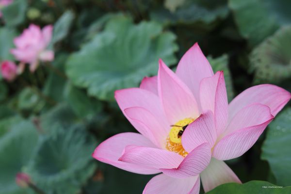 花,工場,花弁,葉,植物学,自然