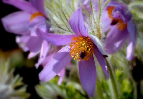 blommor, lila, makro, natur, närbild, insekt