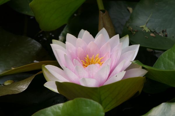 květiny,Nenuphar,lotus flower,lotosové květy