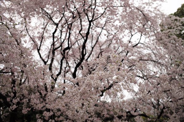 Japon, branche, fleur de cerisier, fleur, printemps, Leica