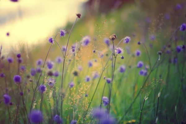 landschap,bloemen,gras,veld-,zonlicht,planten