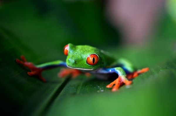 katak,alam,Red Eyed Pohon Frogs,makro,kedalaman lapangan,merapatkan