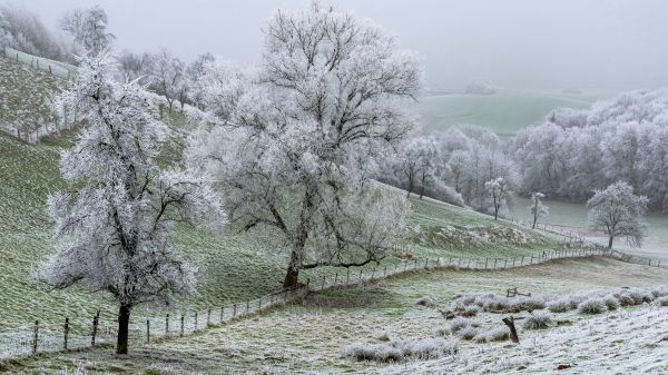 växt,himmel,Natural landscape,träd,plant community,snö