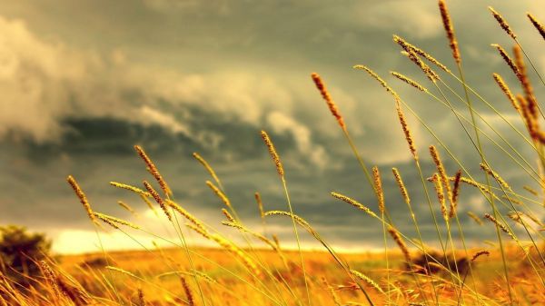 zonlicht, landschap, natuur, gras, zonsondergang, hemel