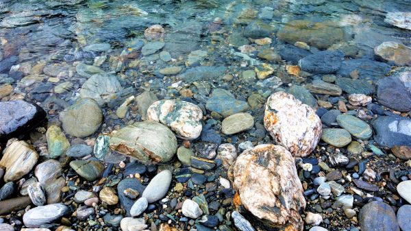 sea,water,rock,pond,wildlife,stream