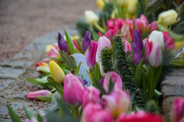 jardin,cimetière,fleur,Suède,rose,Sverige