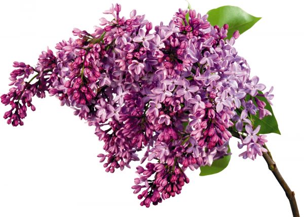 lilas,branche,printemps,feuilles