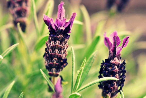 Flores, naturaleza, césped, lavanda, fotografía, insecto