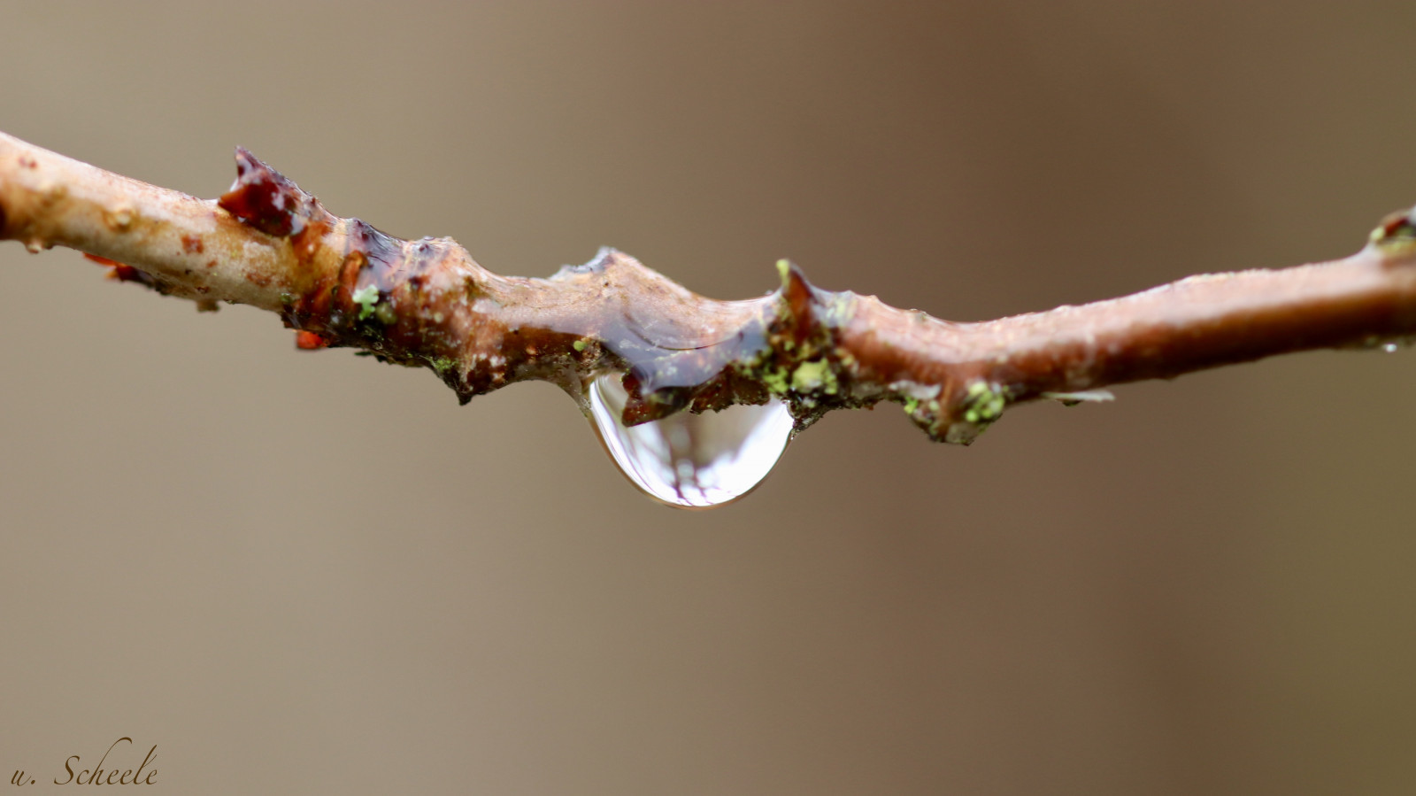 digitaalinen, pudota, tipat, pisaroita, pudota s, pieni pisara, vesipisara, Wassertropfen, vesipisarat, Wasser, vesi, eos80d, eos, kaanon, canoneos80d, closeshot, lähikuva, Baum, puu, Tropfen, Tamron, ruskea, Braun, Regentropfen, regen, heijastus, SCH rfentiefe, Spiegelung, kevät, Frühling, ast, Zweig, kasvi, pflanze, nuppu, silmut, nahaufnahme, Natur, luonto, luonnollinen, Nass, Knospe, goutter, puutarha, garten, Regenwetter, ulko-, kasvit, makro, makro