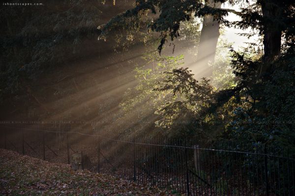 zonlicht,landschap,Bos,nacht,natuur,gras