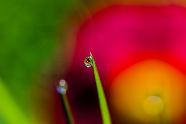 solljus, närbild, makro, natur, röd, fotografi