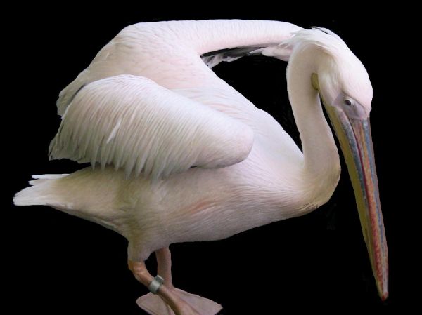 Tiere,Zoo,Stuttgart,Schnabel,Tier,Vogel