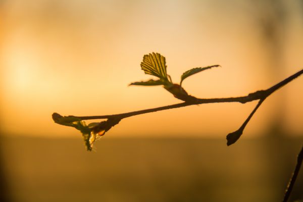 sollys,solnedgang,natur,speilbilde,fotografering,gren