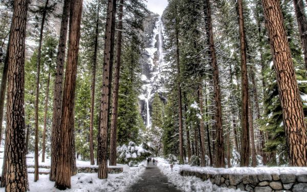 Árboles,bosque,madera,nieve,invierno,Rocas