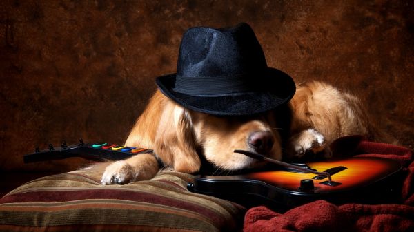 gitaar,2560x1440 px,dieren,hond,golden retrievers,Gitaar Held