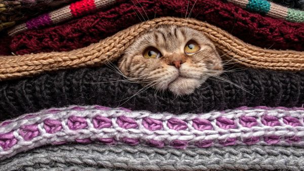 cat,animals,sweater,wool,pet,head