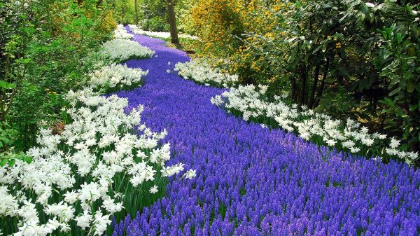 cserjék, gyógynövények, park, nárcisz, muscari, út