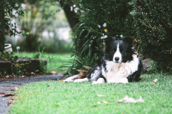 Bordercollie,koira,valheita,täplikäs