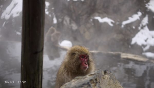 apa,djur,japan,natur,snö,vattenmärkt