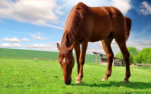 caballo, césped, campo, fauna silvestre, nieve, felicidad