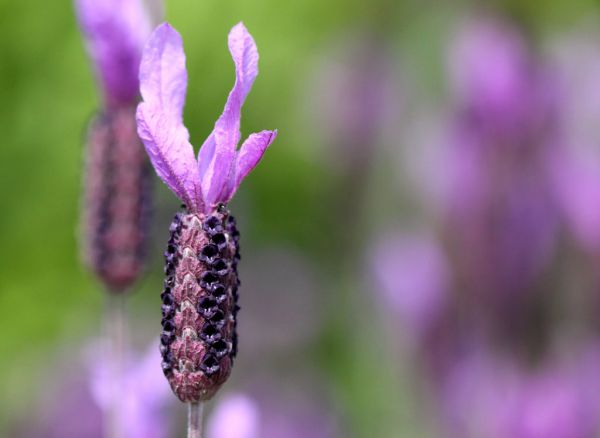 Flores, naturaleza, púrpura, lavanda, macro, Canon