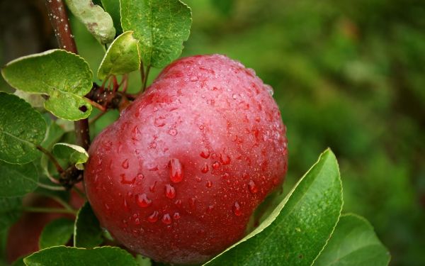 1920x1200 пиксела,Fruta,Naturaleza,Manzana,Roja