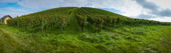 floresta,Colina,grama,campo,vinho,verde