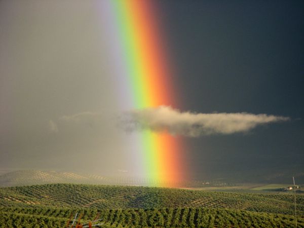 虹彩, regenboog, アルコリリス, 虹, エン, 雲