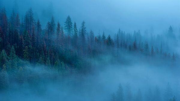 nube,atmósfera,cielo,Natural landscape,árbol,alerce