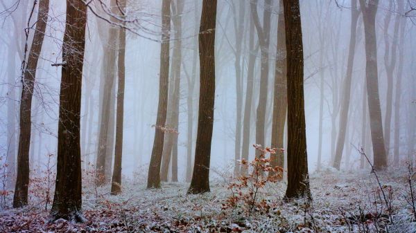 plante,atmosfære,økoregion,Natural landscape,træ,sne